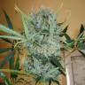 семена конопли f1 в оригинальной упаковке Kali Mist regular Ganja Seeds семена конопли f1 в оригинальной упаковке Kali Mist regular Ganja Seeds