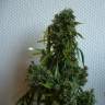 семена конопли дешево Kali Mist regular Ganja Seeds семена конопли дешево Kali Mist regular Ganja Seeds