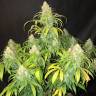 семена конопли наложенным платежом Auto Gorilla Glue feminised Fast Buds