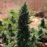 заказать качественные семена конопли Auto Gorilla Glue feminised Fast Buds