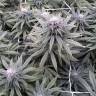 купить семена конопли Sugar Breath feminised Humboldt Seeds