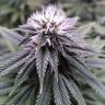 семена конопли в оригинальных упаковках Sugar Breath feminised Humboldt Seeds