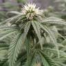 заказ семян конопли Москва Sugar Breath feminised Humboldt Seeds