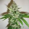 семена конопли для посадки купить Blackberry feminised Nirvana Seeds