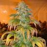 семена конопли аутдор Spoetnik#1 feminised Paradise Seeds