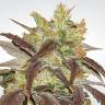 семена конопли марихуаны Spoetnik#1 feminised Paradise Seeds