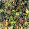 семена конопли в интернете Spoetnik#1 feminised Paradise Seeds