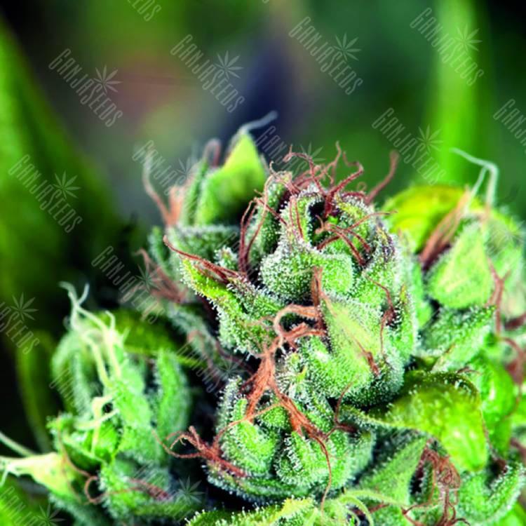 семена культурной конопли купить Tahoe Cure feminised Pyramid Seeds