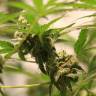 урожайные семена конопли Honey Cream (Fast Flowering) feminised Royal Queen