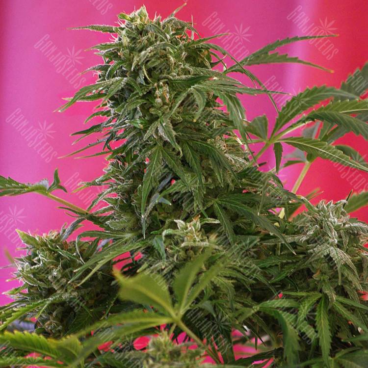купить семена конопли Snow Fruit feminised Sweet Seeds купить семена конопли Snow Fruit feminised Sweet Seeds