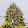 Семена марихуаны Hash Plant feminised GanjaLiveSeeds