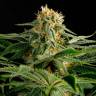 Семена конопли Hash Plant feminised GanjaLiveSeeds