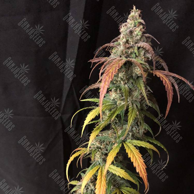 семена конопли интернет магазин Auto Black Jack feminised
