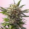 семена конопли для выращивания Green-O-Matic feminised семена конопли для выращивания Green-O-Matic feminised