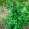 Auto Psylocke feminised GanjaVIP Seeds