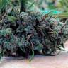 Auto Psylocke feminised GanjaVIP Seeds