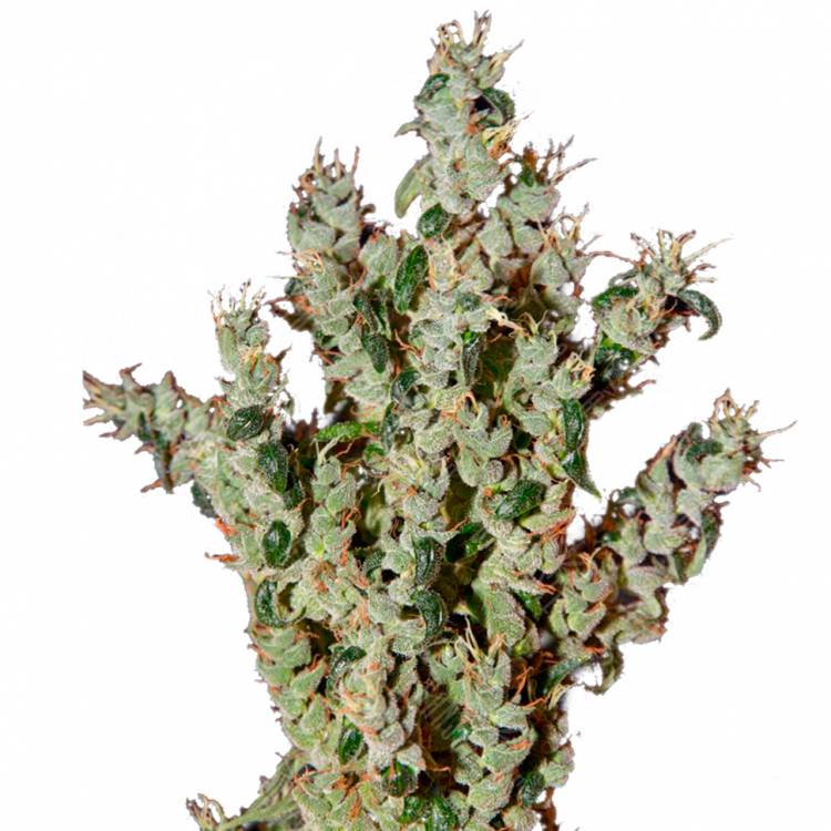 семена конопли дешево NL5 Haze Mist feminised Green House Seeds семена конопли дешево NL5 Haze Mist feminised Green House Seeds