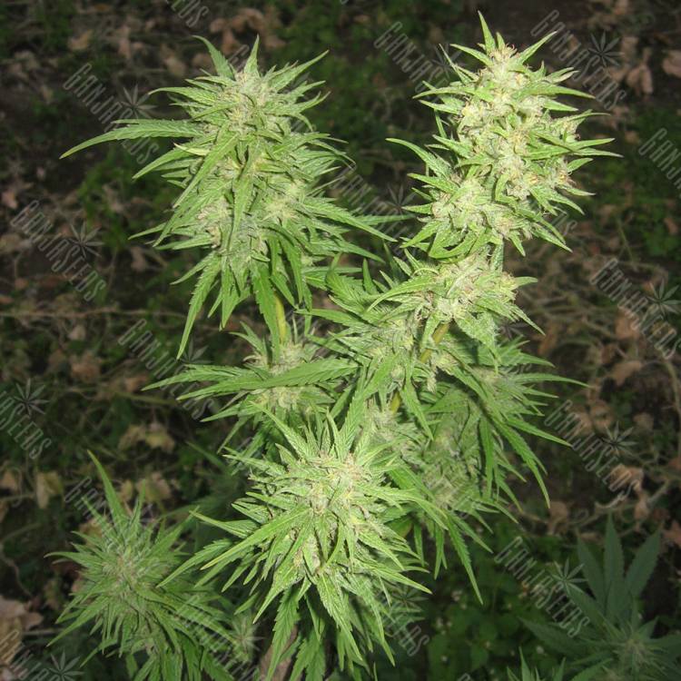 Pamir Gold feminised Dutch Passion Seeds Pamir Gold feminised Dutch Passion Seeds