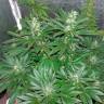 мощные семена конопли Auto CBD White Widow feminised