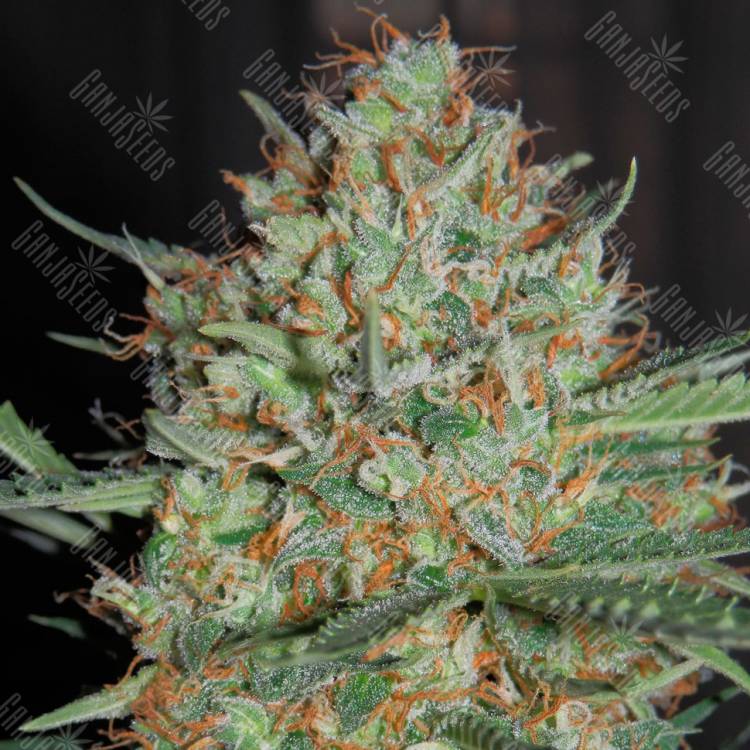 семена конопли с доставкой Auto CBD White Widow feminised