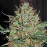 семена конопли с доставкой Auto CBD White Widow feminised