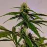 семена конопли в интернете Auto CBD White Widow feminised