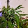 семена конопли аутдор Auto CBD White Widow feminised