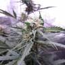 семена конопли элитных сортов Auto CBD White Widow feminised