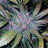 хорошие семена конопли Auto LSD-25 feminised Fast Buds