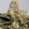 где заказать семена конопли 707 Truthband by Emerald Mountain feminised Humboldt Seeds