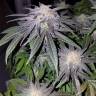 заказ семян конопли 707 Truthband by Emerald Mountain feminised Humboldt Seeds