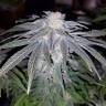 семена конопли 707 Truthband by Emerald Mountain feminised Humboldt Seeds