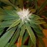 семена конопли почтой 707 Truthband by Emerald Mountain feminised Humboldt Seeds