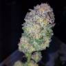 заказать качественные семена конопли 707 Truthband by Emerald Mountain feminised Humboldt Seeds