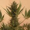 семена конопли в интернете Chrystal feminised Nirvana Seeds