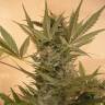 семена конопли гидропоники Chrystal feminised Nirvana Seeds