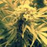 семена конопли недорого Royal Cheese (Fast Flowering) feminised Royal Queen
