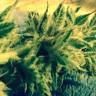 купить семена конопли Royal Cheese (Fast Flowering) feminised Royal Queen