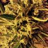семена конопли Россия Royal Cheese (Fast Flowering) feminised Royal Queen