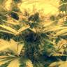 заказ семян конопли Спб Royal Cheese (Fast Flowering) feminised Royal Queen