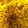 заказ семян конопли Москва Royal Cheese (Fast Flowering) feminised Royal Queen