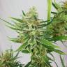 заказ семян конопли Спб Sweet Amnesia Haze feminised Sweet Seeds