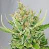 заказ семян конопли Москва Sweet Amnesia Haze feminised Sweet Seeds