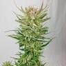 семена конопли Sweet Amnesia Haze feminised Sweet Seeds