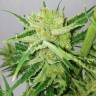 заказ семян конопли Sweet Amnesia Haze feminised Sweet Seeds