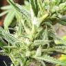 Семена каннабиса Auto Mandarine XXL feminised Ganja Seeds