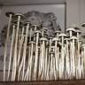 псилоцибиновые споры закон Panaeolus Cyanescens Wild Coast African