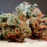 Auto Skaar feminised GanjaVIP Seeds