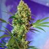 Auto Skaar feminised GanjaVIP Seeds