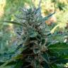 Auto Skaar feminised GanjaVIP Seeds